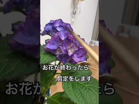 凍ってしまったアジサイを復活させる方法は？霜で傷んだ部分は剪定したほうがいいでしょうか？  庭園