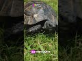 Neutering And Spaying Tortoises