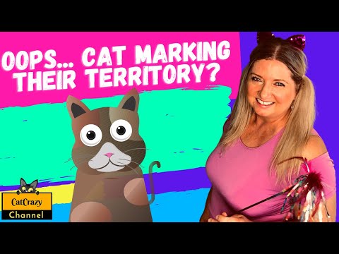 Why do cats mark their territory? 😻 CatCrazy