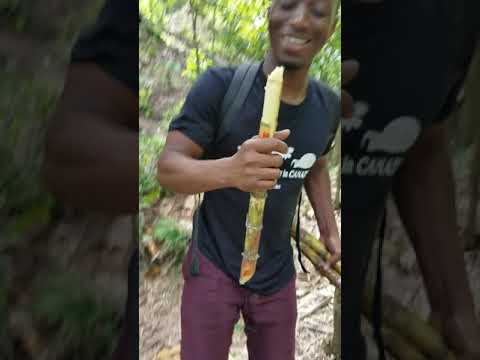 Lagonav ka pwodwi bon jan manje. 100% natirèl.