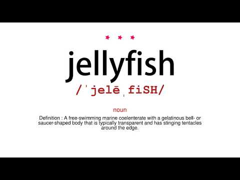 How to pronounce jellyfish - Vocab Today