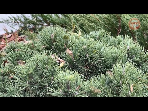 Прогноз погоды в Приморье на выходные 🌦