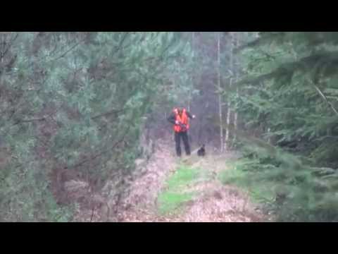 Chasse Au Sanglier Drückjagd in Polen - polowanie na dziki- vildsvinsjakt - driven hunt drivjakt