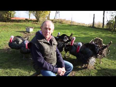 Alfred Hofmann hält Kellyputen in Höfles