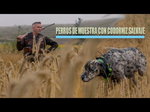 Perros de muestra con codorniz salvaje