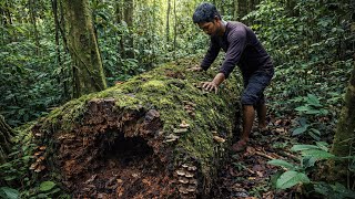 Download lagu Mengungkap keajaiban tersembunyi kayu ulin tumbang puluhan tahun. Apa yang terjadi? ' mp3