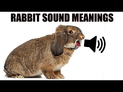 , title : '13 Sounds Rabbits Make and What They Mean
