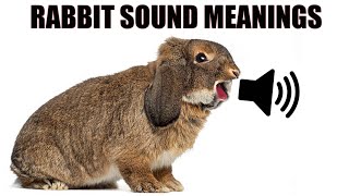 13 Sounds Rabbits Make and What They Mean