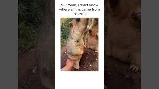Music video thumbnail preview for Groundhog Day | 30 Years Later #shorts #billmurray #funny by The Groundhogs