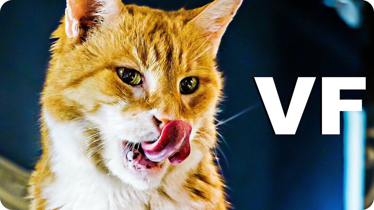 Miniature de la vidéo MON CHAT L'ELFE MALICIEUX ET MOI Bande Annonce VF (2020) du film Mon Chat, l'Elfe Malicieux et Moi