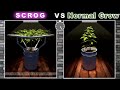 Scrog Grow vs Normal Grow (Animation)