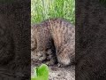 Grey Tabby Cat