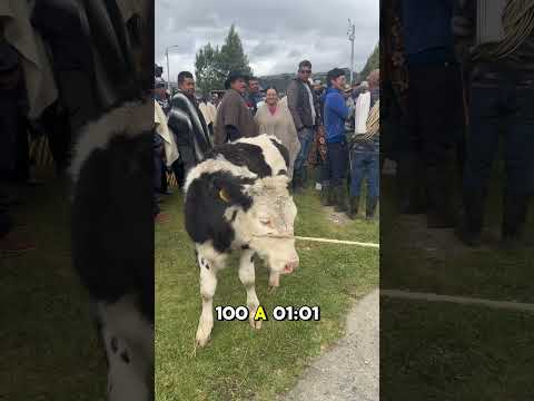 Remate de una ternera en Carmen de Carupa.