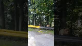 VIDEO Întâlnire cu urșii pe Transfăgărășan - Reacția turiștilor la vederea animalelor sălbatice 1 video