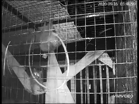 Pole dancing practice. Peekaboo and Oreo. Baby raccoon rehab 2020.