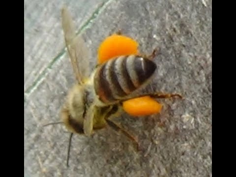 Весенний взяток искуственной пыльцой на пасике