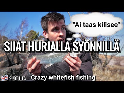 Selvitetään mikä näistä kolmesta houkuttimesta toimii parhaiten?