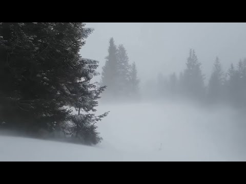 Śnieżyca w lesie. Zimowe dźwięki do spania.