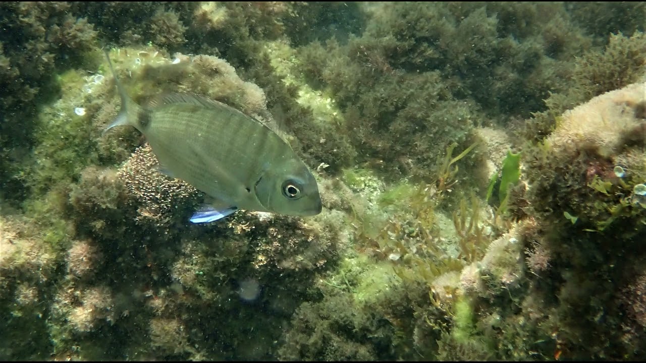 Isla de la Olla  Altea  Alicante  Junio 2022