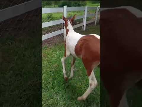 #short como ela cresceu!