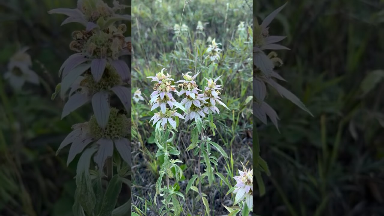 Spotted bee balm /monarda punctata - host plant for the gray marvel, snout, and hermit sphinx moths.