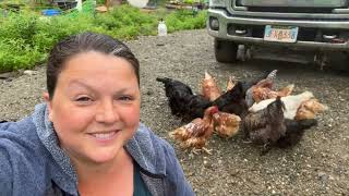 Alaska Homestead Life RAIN or SHINE making it happen