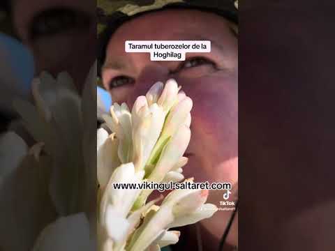 Taramul tuberozelor Hoghilag