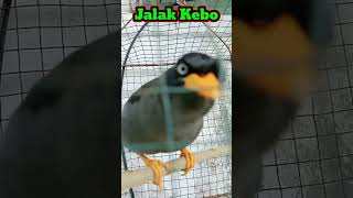 Download lagu Pancingan jalak kebo malas bunyi | Suara pancingan jalak kebo gacor mp3 Download lagu Pancingan jalak kebo malas bunyi | Suara pancingan jalak kebo gacor mp3