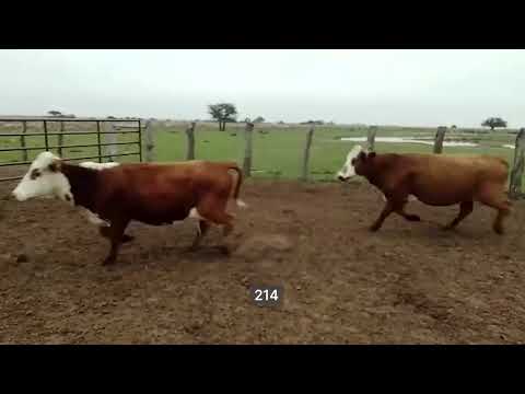 Lote 36 Vacas en Paso de Los Libres, Corrientes