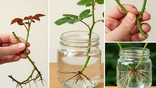 COMO ENRAIZAR ESQUEJES DE ROSAS EN AGUA MUY FÁCIL