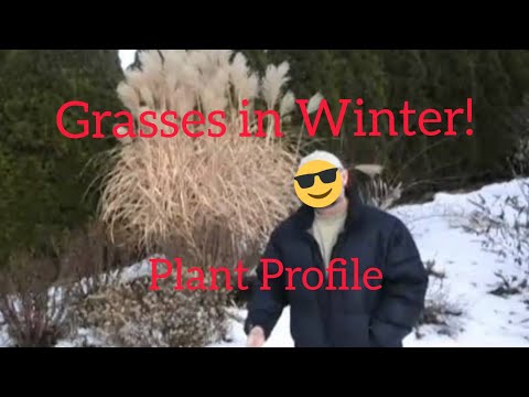 Ornamental Grasses for Winter Interest