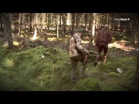 Jakt på dovvilt & vildsvin - hunting fallow deer & wild boar