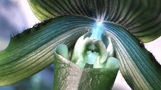 Music share + blooms update • Jon Hopkins - Cerulean