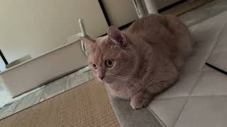 眠れる動画。#猫#ねこ#cat#可愛い#ばずれ