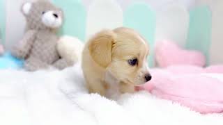 ハーフ犬の動画01