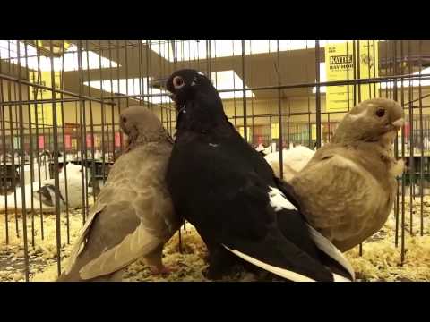 Agrupamento Musical Diapasão - A pombinha da Maria