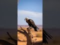 3d Animation Of Vulture 3d Animation Vulture Hawk