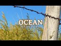 Ocean - Nina Nastasia (Lyrics)