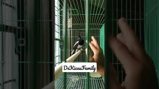 Download lagu Burung Kacer jinak #shorts mp3 Download lagu Burung Kacer jinak #shorts mp3