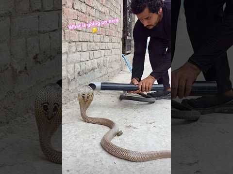 Snake Catcher uses strange method on Cobra 🐍