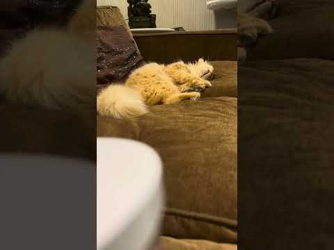 Sleep all the time 🐈