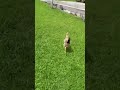 Chicken Run