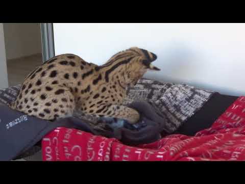 Odtwórz film – Meya zabawa