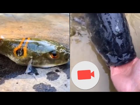 How to fried bubble fish with possible way