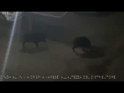 Avvistati cinghiali in zona Brunella a Varese, gli animali arrivano in centro