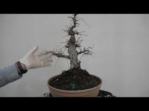 IMPROVING CHINESE ELM #3