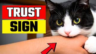 The One Thing Cats Only Do With Someone They Trust