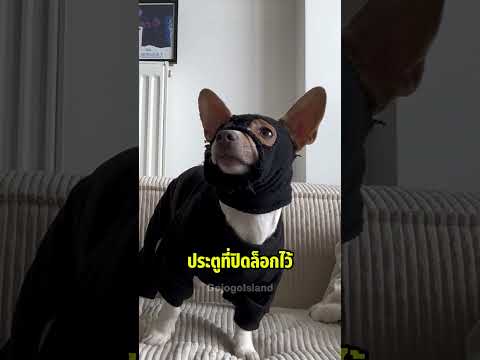 ภารกิจนินจาหมาน้อย!🥷