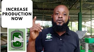 Trinidad Rabbit Farming - Increase Production Now