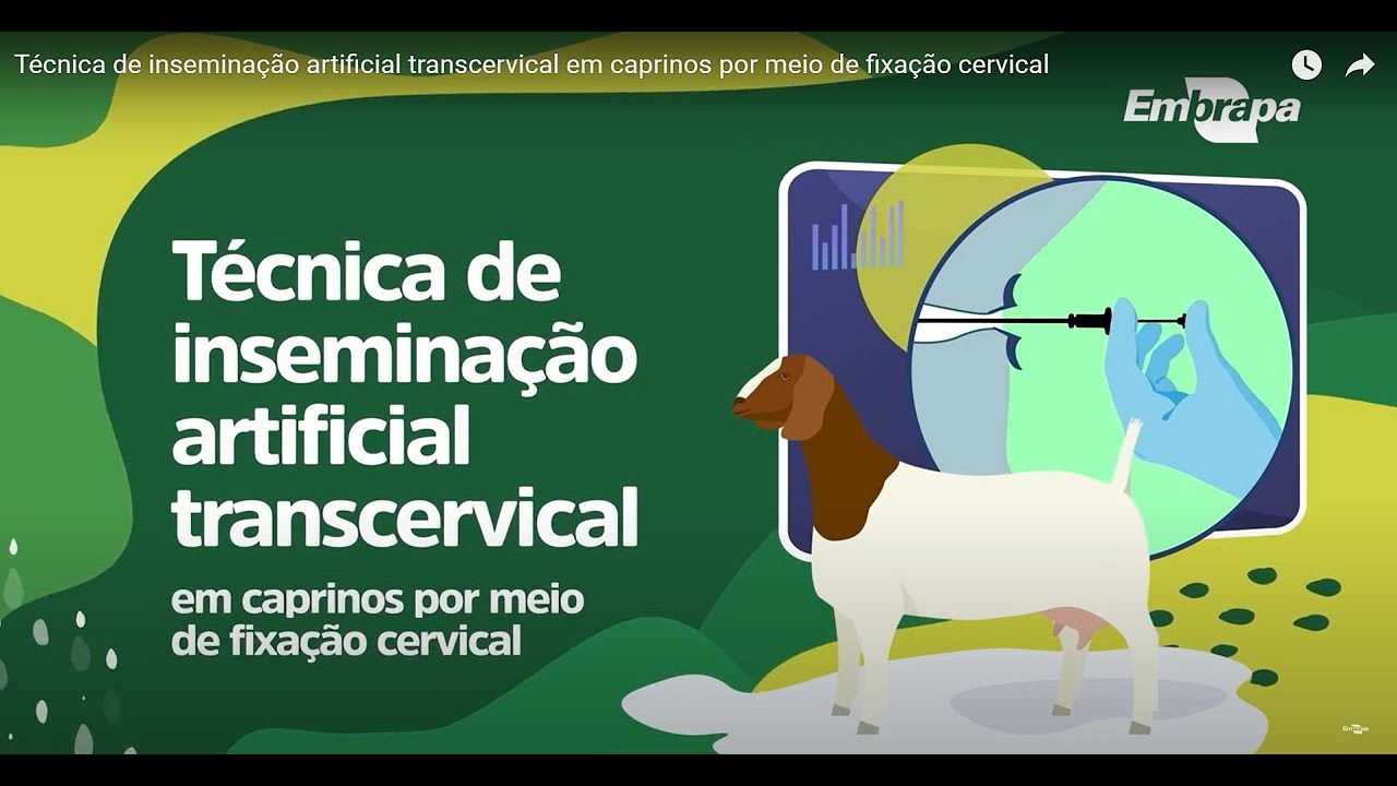 Técnica de inseminação artificial transcervical em caprinos por meio de fixação cervical
